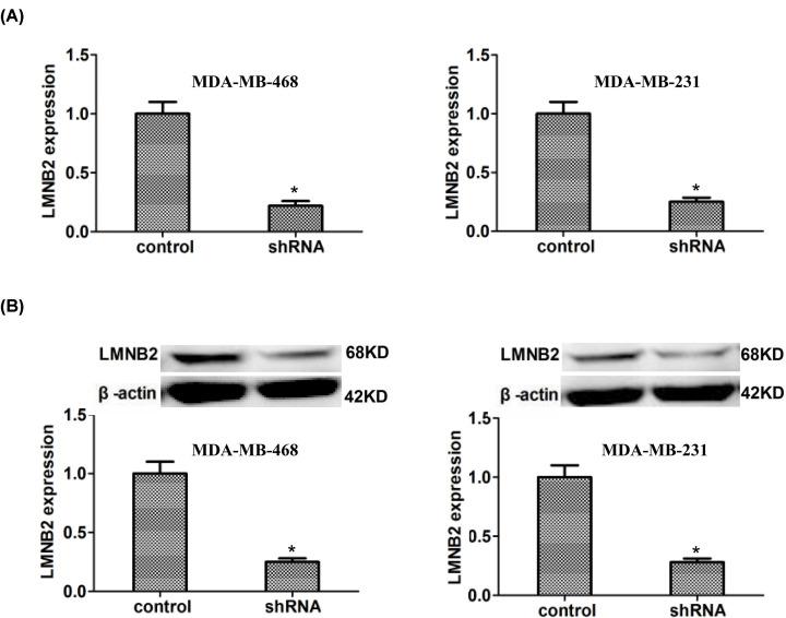 https://cdn.ncbi.nlm.nih.gov/pmc/blobs/2f8a/7846963/8129cb528dbe/bsr-41-bsr20203874-g3.jpg