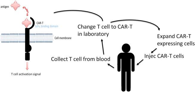https://cdn.ncbi.nlm.nih.gov/pmc/blobs/2f8b/9729954/80ab6a6b5bbd/fcell-10-965803-g003.jpg