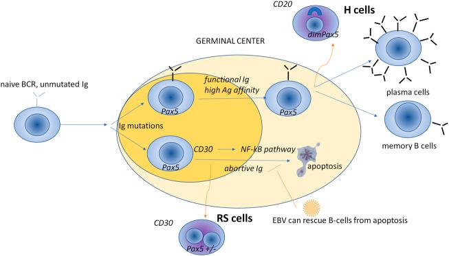 https://cdn.ncbi.nlm.nih.gov/pmc/blobs/2f8b/9729954/99b694764ed0/fcell-10-965803-g001.jpg