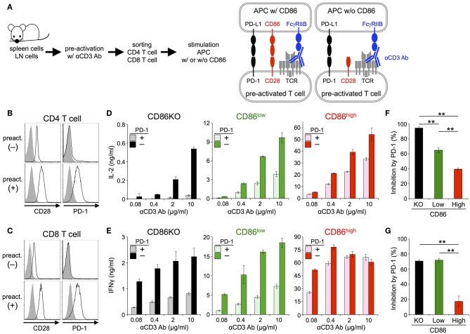 https://cdn.ncbi.nlm.nih.gov/pmc/blobs/2f8e/6455061/81bc42b8f888/fimmu-10-00630-g0003.jpg