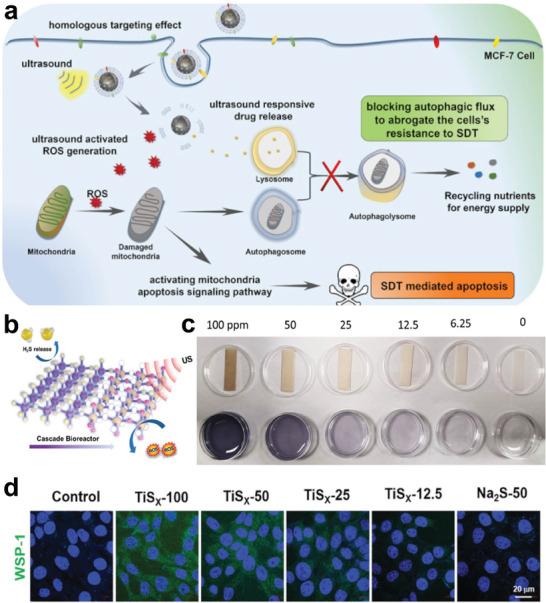https://cdn.ncbi.nlm.nih.gov/pmc/blobs/2f8f/10477905/3b5f5911c303/ADVS-10-2301764-g001.jpg