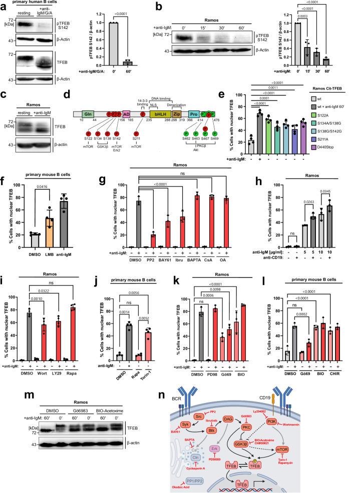 https://cdn.ncbi.nlm.nih.gov/pmc/blobs/2f92/11322606/1e5ea8dd5157/41467_2024_51166_Fig4_HTML.jpg