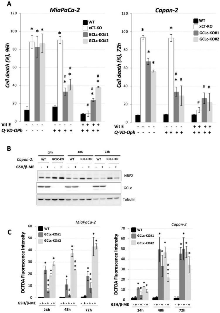 https://cdn.ncbi.nlm.nih.gov/pmc/blobs/2f93/9264981/16ad61bf0d6f/cancers-14-03154-g003.jpg