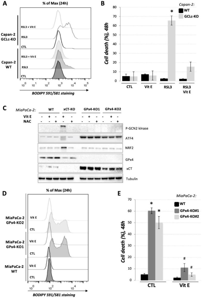 https://cdn.ncbi.nlm.nih.gov/pmc/blobs/2f93/9264981/8c28e2c5db8f/cancers-14-03154-g004.jpg