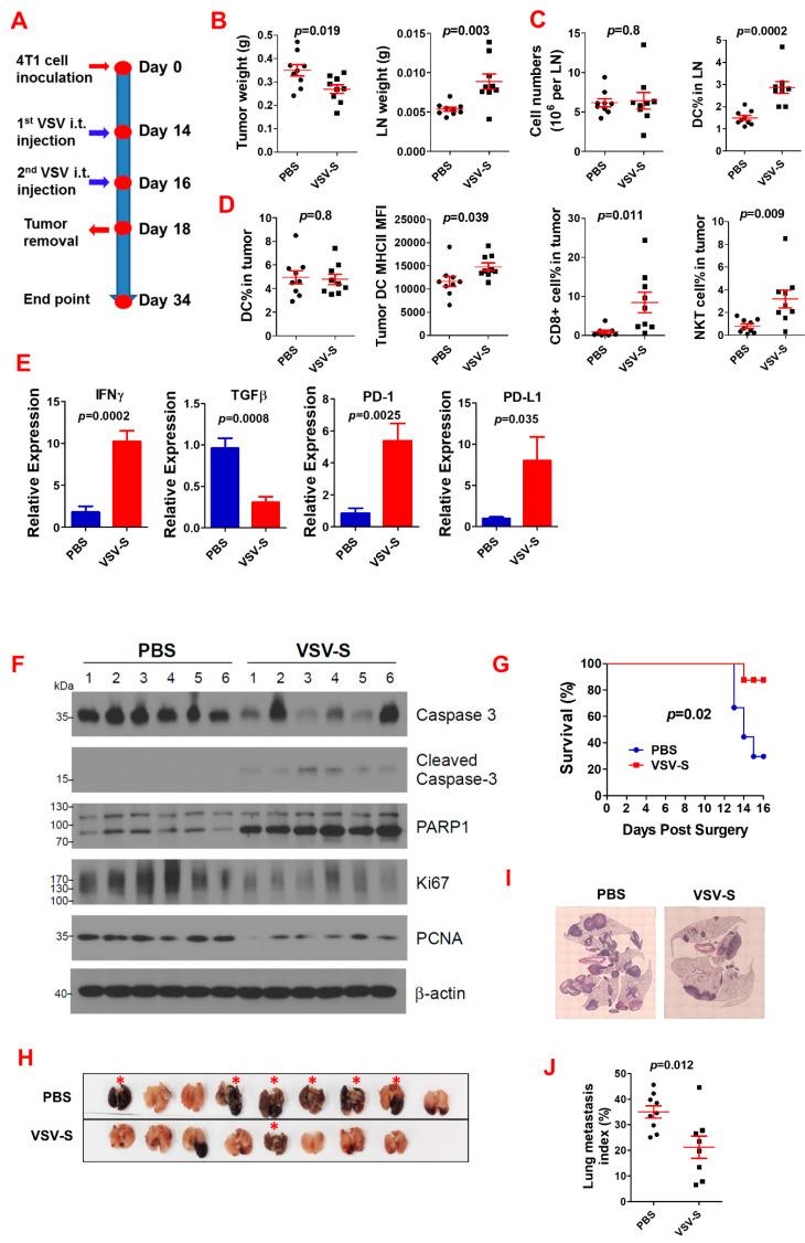 https://cdn.ncbi.nlm.nih.gov/pmc/blobs/2f94/11476252/c43fb6f67d8c/cancers-16-03248-g002.jpg