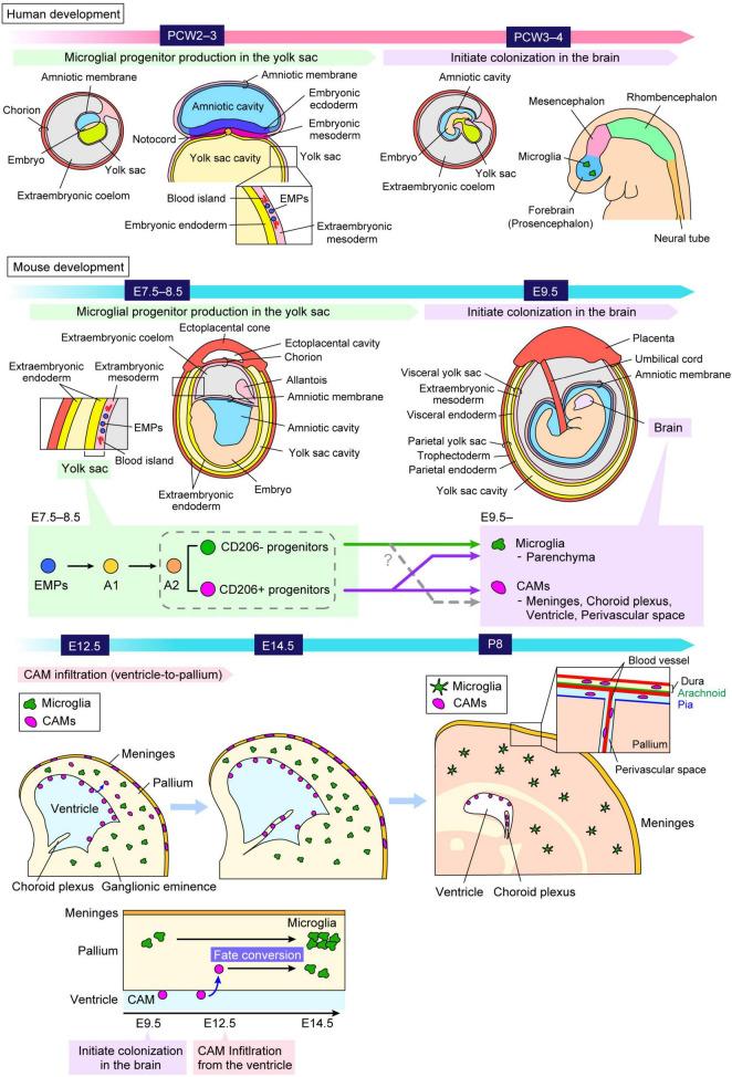 https://cdn.ncbi.nlm.nih.gov/pmc/blobs/2f94/12009865/4ee85e19a738/fncel-19-1552241-g001.jpg
