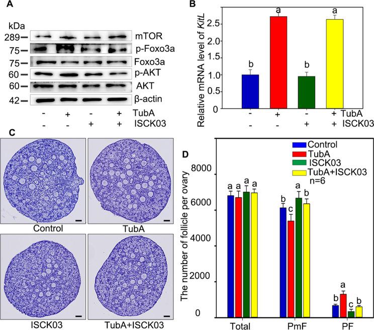 https://cdn.ncbi.nlm.nih.gov/pmc/blobs/2f95/8164630/e24de4f06930/41419_2021_3842_Fig6_HTML.jpg