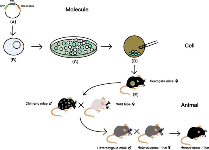 https://cdn.ncbi.nlm.nih.gov/pmc/blobs/2f96/10041386/b7e0b1de69f9/JSP2-6-e1242-g004.jpg