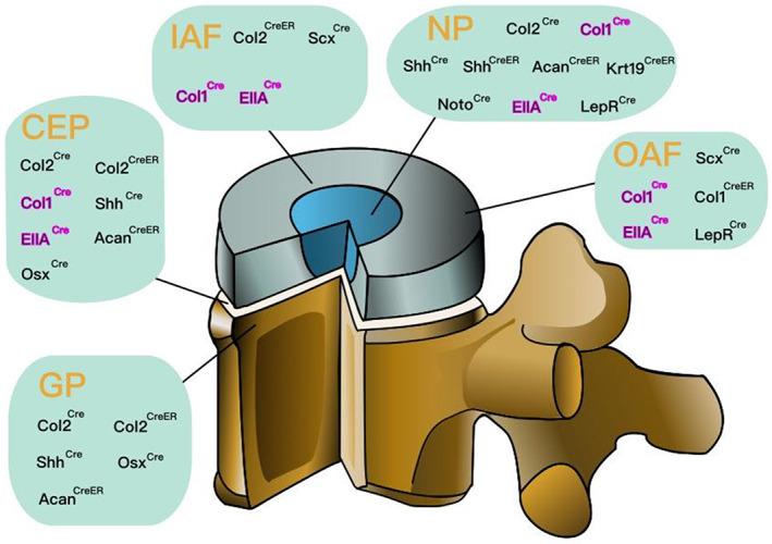 https://cdn.ncbi.nlm.nih.gov/pmc/blobs/2f96/10041386/d665eb22d3cf/JSP2-6-e1242-g001.jpg
