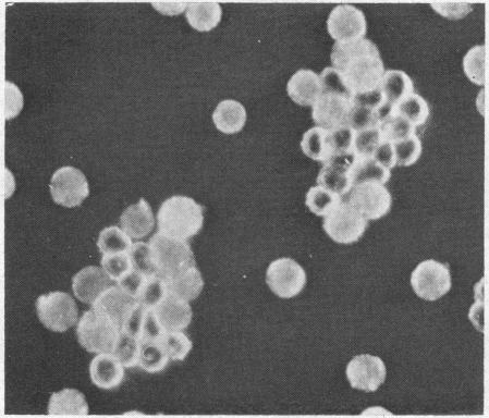 https://cdn.ncbi.nlm.nih.gov/pmc/blobs/2f96/292639/f5e8e4cc4c9e/jcinvest00257-0172-a.jpg