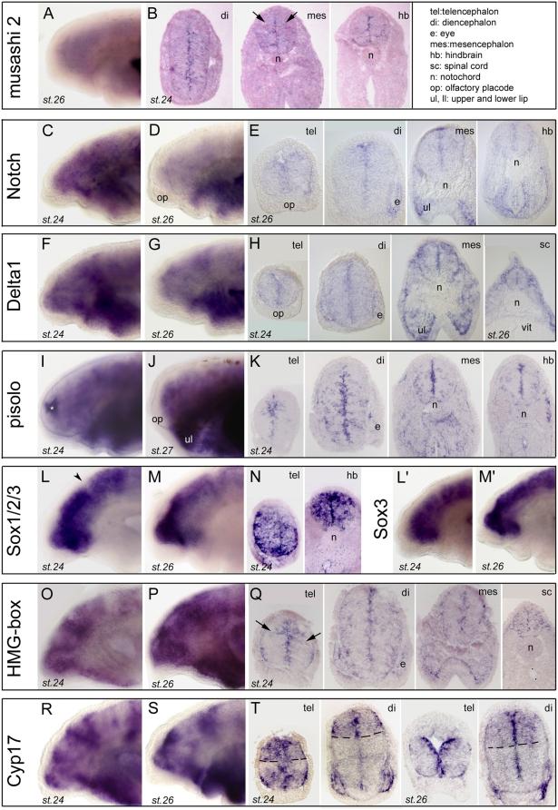 https://cdn.ncbi.nlm.nih.gov/pmc/blobs/2f97/2671401/9b35e513b7f3/pone.0005374.g002.jpg