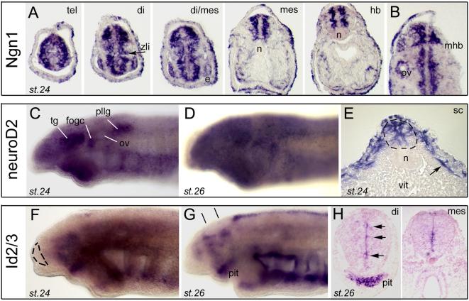 https://cdn.ncbi.nlm.nih.gov/pmc/blobs/2f97/2671401/b836da5d9561/pone.0005374.g003.jpg