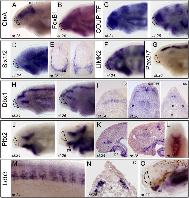 https://cdn.ncbi.nlm.nih.gov/pmc/blobs/2f97/2671401/fbc7ec71c204/pone.0005374.g004.jpg