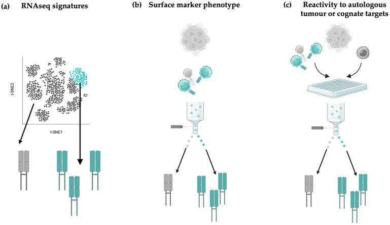 https://cdn.ncbi.nlm.nih.gov/pmc/blobs/2f9b/12346228/546d91c1862e/cells-14-01223-g005.jpg