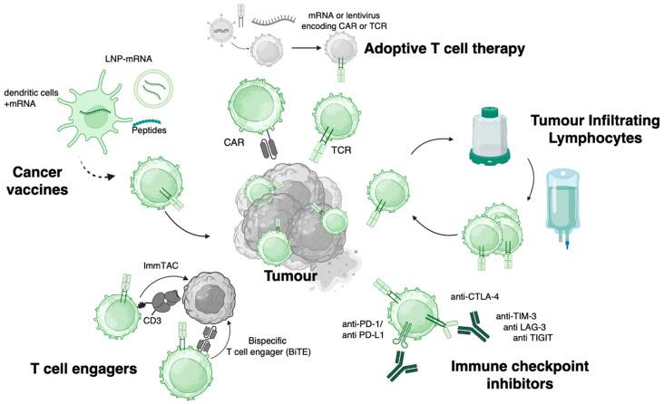 https://cdn.ncbi.nlm.nih.gov/pmc/blobs/2f9b/12346228/55832699ece2/cells-14-01223-g001.jpg