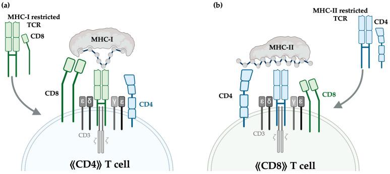 https://cdn.ncbi.nlm.nih.gov/pmc/blobs/2f9b/12346228/6e1cd18e1d08/cells-14-01223-g004.jpg