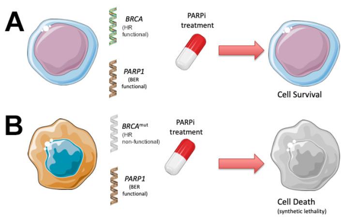 https://cdn.ncbi.nlm.nih.gov/pmc/blobs/2f9c/8582507/de456d30b09c/cancers-13-05328-g003.jpg