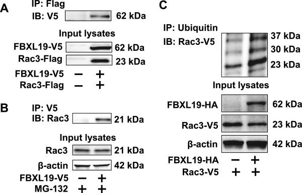 https://cdn.ncbi.nlm.nih.gov/pmc/blobs/2fa0/3994216/435e9f63f910/1476-4598-13-76-3.jpg