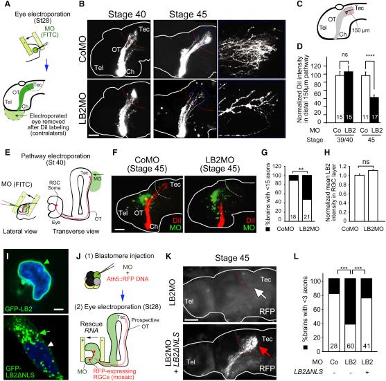 https://cdn.ncbi.nlm.nih.gov/pmc/blobs/2fa2/3314965/22b89ea52490/gr6.jpg