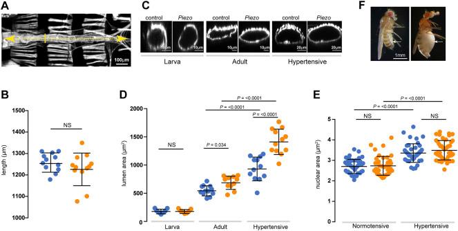 https://cdn.ncbi.nlm.nih.gov/pmc/blobs/2fa3/9515499/b4e2a5bc30bc/fphys-13-1003999-g005.jpg