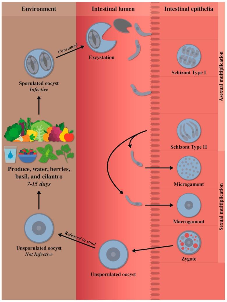 https://cdn.ncbi.nlm.nih.gov/pmc/blobs/2fa8/6780905/034303b0778a/microorganisms-07-00317-g001.jpg