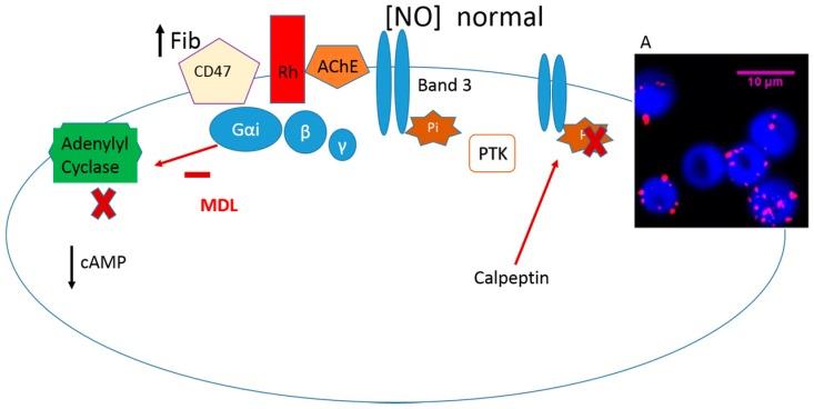 https://cdn.ncbi.nlm.nih.gov/pmc/blobs/2fa9/6151671/ab72854ac9aa/molecules-22-01499-g003.jpg