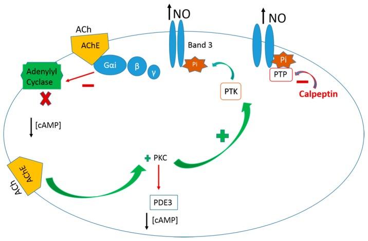 https://cdn.ncbi.nlm.nih.gov/pmc/blobs/2fa9/6151671/ae97e862c229/molecules-22-01499-g002.jpg