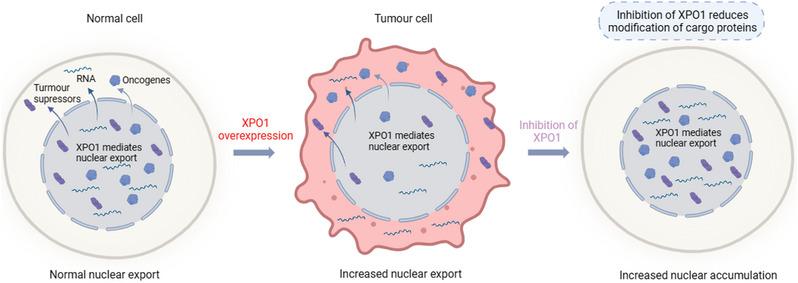 https://cdn.ncbi.nlm.nih.gov/pmc/blobs/2faa/11116501/d98b8e8b676b/CTM2-14-e1684-g001.jpg