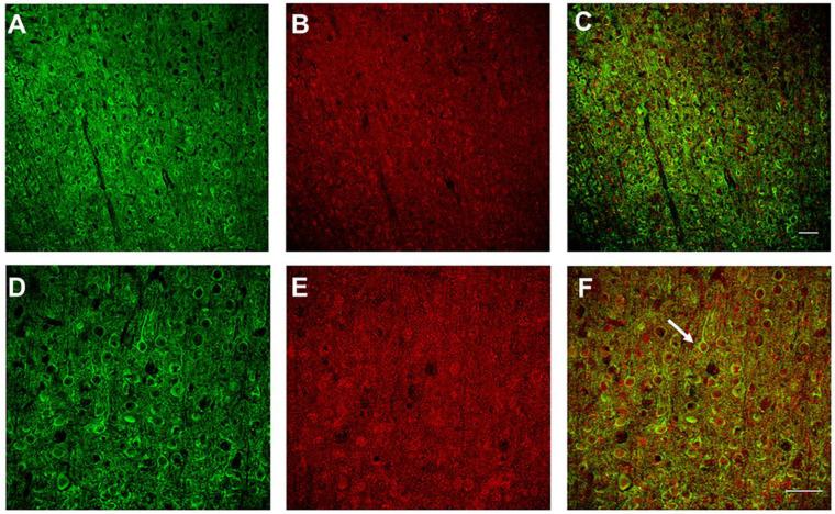 https://cdn.ncbi.nlm.nih.gov/pmc/blobs/2fab/9221547/ad2c02452ee1/biosensors-12-00383-g001.jpg