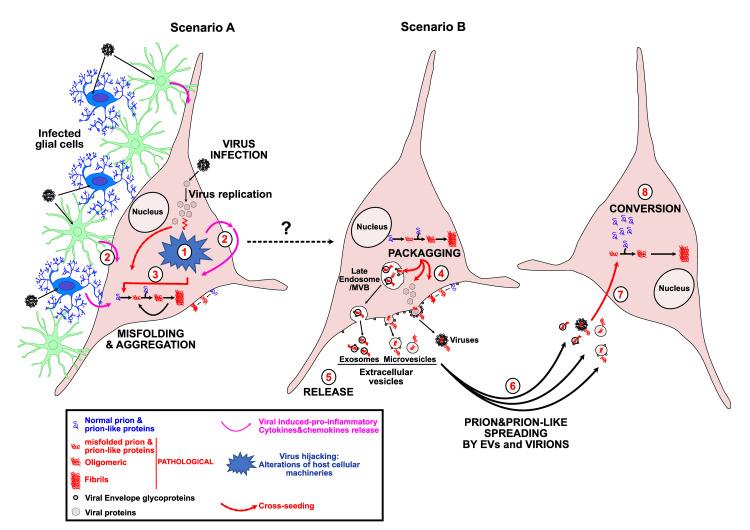 https://cdn.ncbi.nlm.nih.gov/pmc/blobs/2fac/9352104/92f86c51dda3/ppat.1010670.g001.jpg