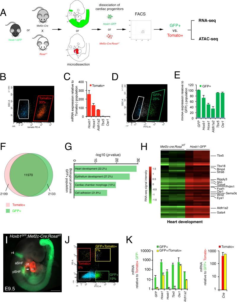 https://cdn.ncbi.nlm.nih.gov/pmc/blobs/2faf/7462617/0ecc3d3ce46b/elife-55124-fig2.jpg