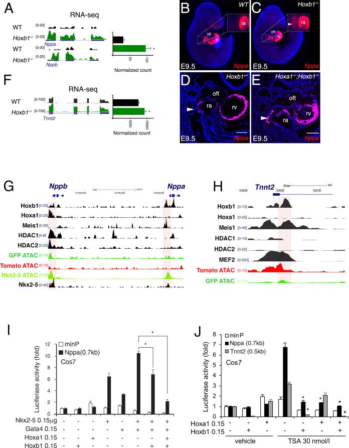 https://cdn.ncbi.nlm.nih.gov/pmc/blobs/2faf/7462617/423c27f6d051/elife-55124-fig8.jpg