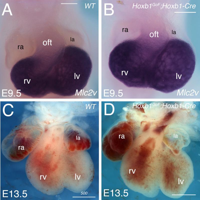 https://cdn.ncbi.nlm.nih.gov/pmc/blobs/2faf/7462617/5f03112bbc1b/elife-55124-fig4-figsupp2.jpg