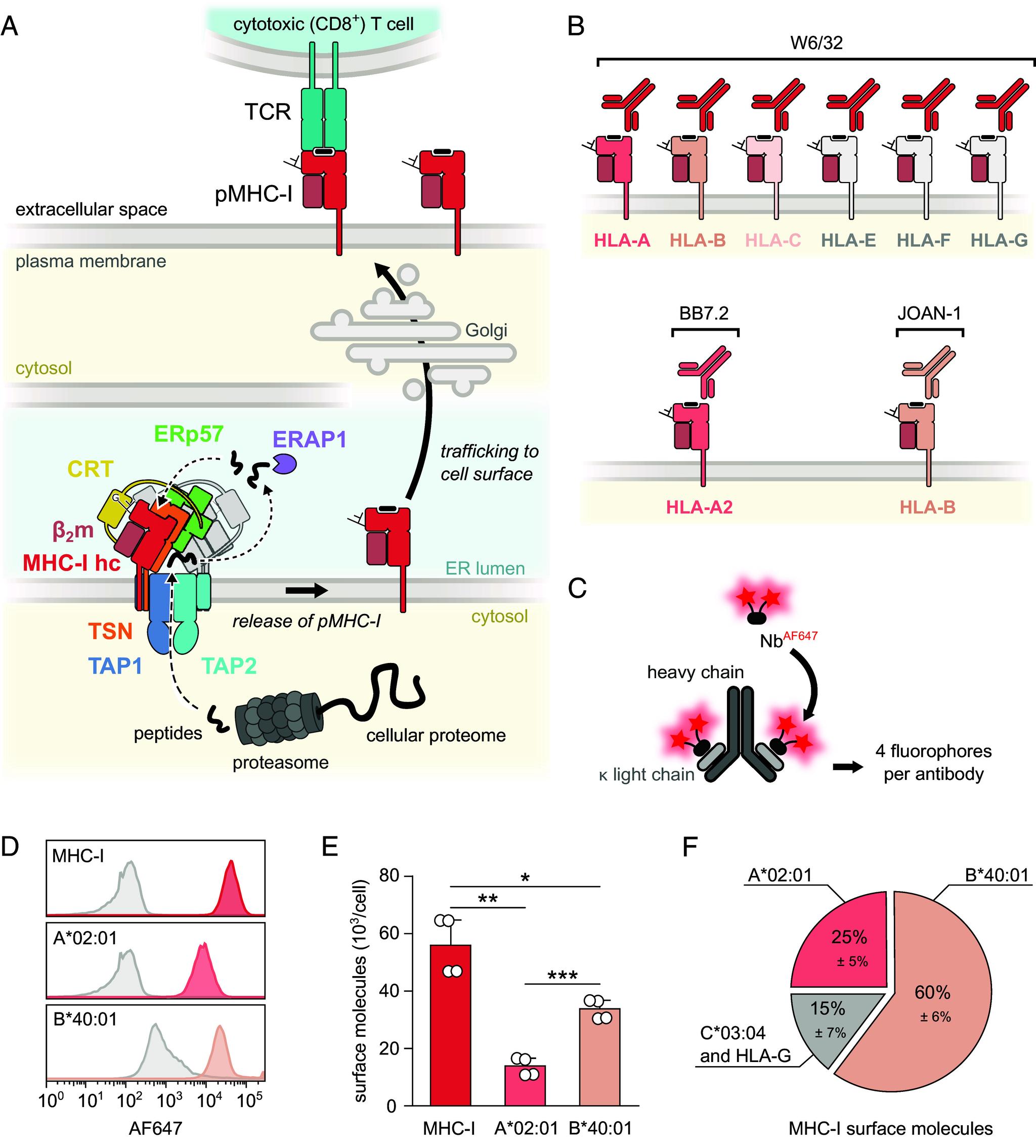 https://cdn.ncbi.nlm.nih.gov/pmc/blobs/2fb3/11145271/f9488c6ab081/pnas.2321600121fig01.jpg