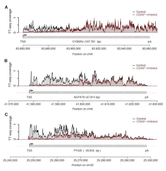 https://cdn.ncbi.nlm.nih.gov/pmc/blobs/2fb6/5669633/7e95a4b226ab/elife-29736-resp-fig1.jpg