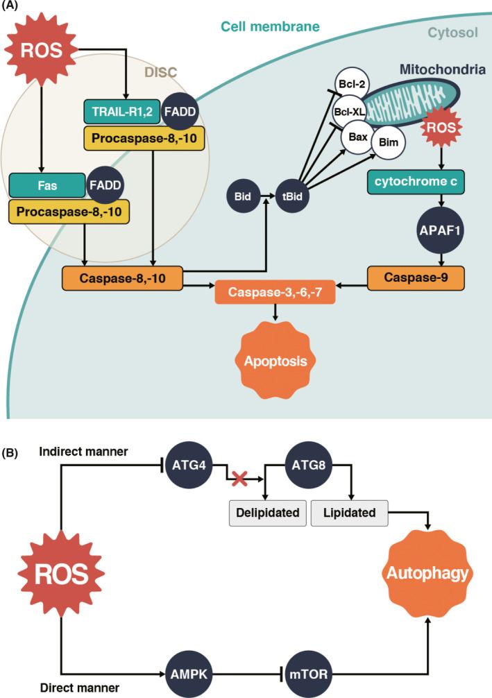 https://cdn.ncbi.nlm.nih.gov/pmc/blobs/2fb6/8486193/6b4df8670177/CAS-112-3945-g002.jpg