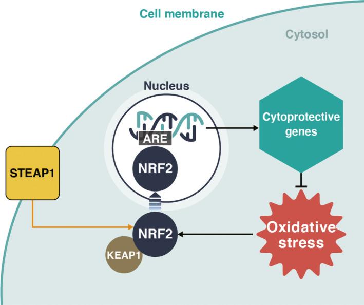 https://cdn.ncbi.nlm.nih.gov/pmc/blobs/2fb6/8486193/d0d0dfac87a1/CAS-112-3945-g001.jpg