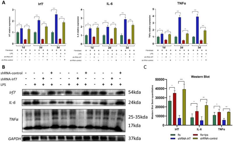 https://cdn.ncbi.nlm.nih.gov/pmc/blobs/2fba/11921700/1d66a9729876/13018_2025_5557_Fig5_HTML.jpg