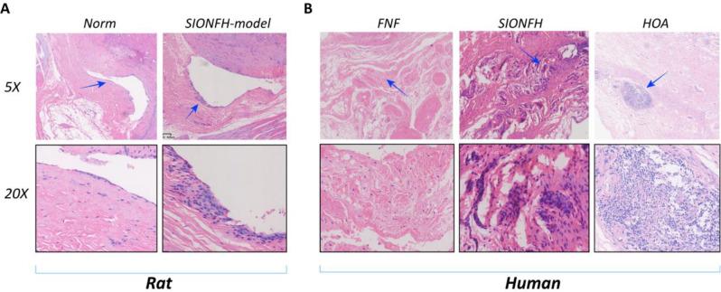 https://cdn.ncbi.nlm.nih.gov/pmc/blobs/2fba/11921700/acd56a61317a/13018_2025_5557_Fig7_HTML.jpg