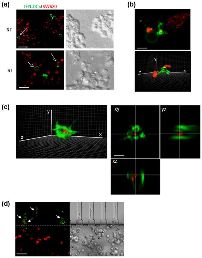 https://cdn.ncbi.nlm.nih.gov/pmc/blobs/2fbf/5430848/1fbd22354d8f/41598_2017_1013_Fig7_HTML.jpg
