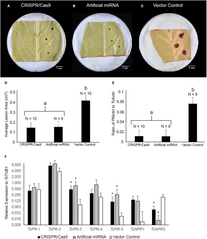 https://cdn.ncbi.nlm.nih.gov/pmc/blobs/2fc1/5841092/eddfcc8de543/fpls-09-00268-g0004.jpg