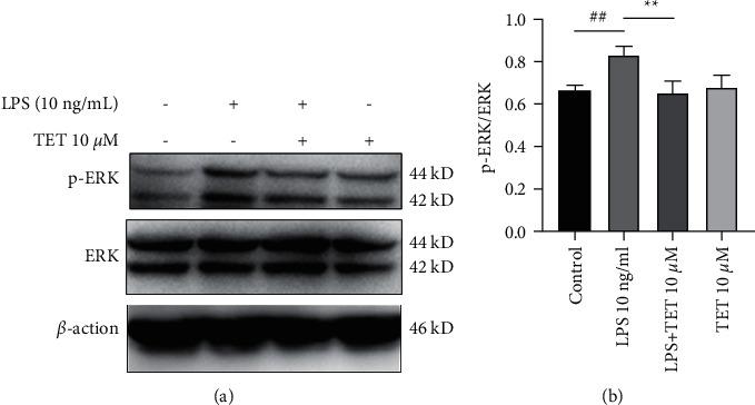 https://cdn.ncbi.nlm.nih.gov/pmc/blobs/2fc1/8865980/57e063319a62/ECAM2022-8589121.006.jpg