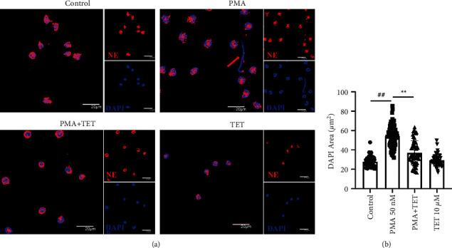 https://cdn.ncbi.nlm.nih.gov/pmc/blobs/2fc1/8865980/9e5fad300dc6/ECAM2022-8589121.007.jpg