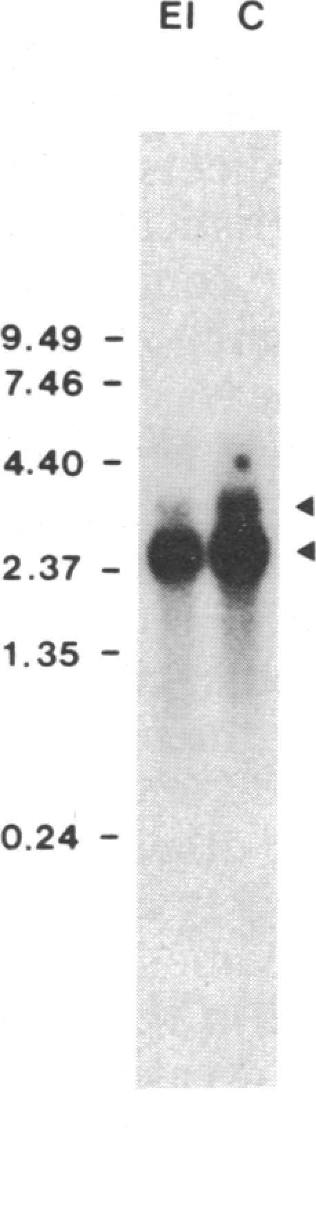 https://cdn.ncbi.nlm.nih.gov/pmc/blobs/2fc2/287081/0066776aa060/pnas00249-0162-d.jpg