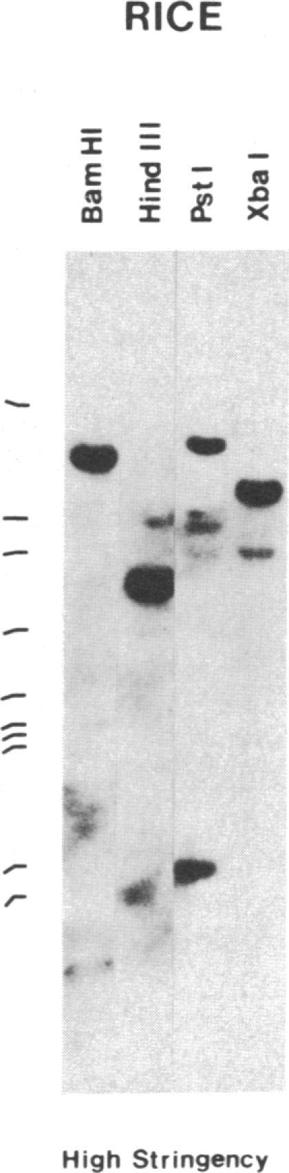 https://cdn.ncbi.nlm.nih.gov/pmc/blobs/2fc2/287081/97f97b455ab5/pnas00249-0162-a.jpg