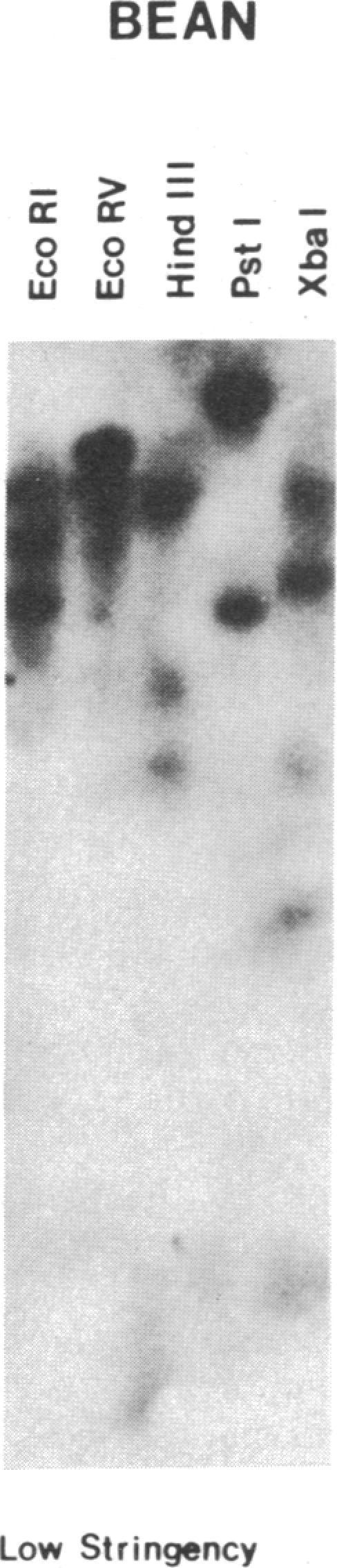 https://cdn.ncbi.nlm.nih.gov/pmc/blobs/2fc2/287081/f5a4e317e8ff/pnas00249-0162-c.jpg