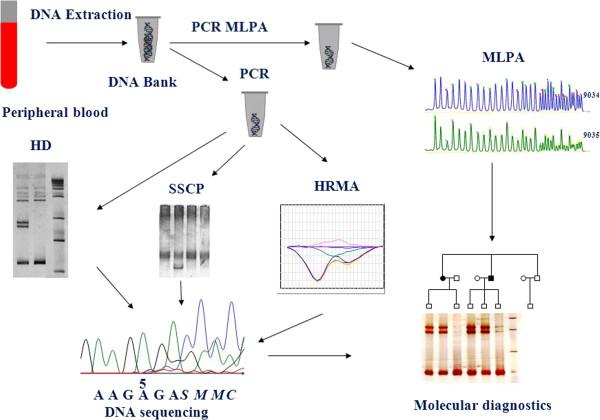 https://cdn.ncbi.nlm.nih.gov/pmc/blobs/2fc2/3843547/c8dd0825d8e6/1897-4287-11-15-2.jpg