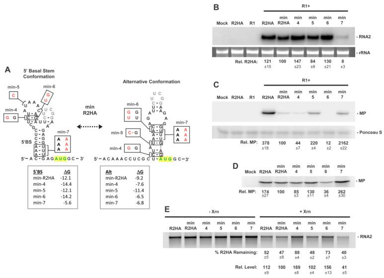 https://cdn.ncbi.nlm.nih.gov/pmc/blobs/2fc3/10057905/1777dcfae18e/viruses-15-00722-g006.jpg