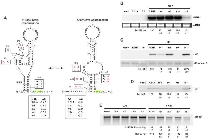 https://cdn.ncbi.nlm.nih.gov/pmc/blobs/2fc3/10057905/83646c4e05a5/viruses-15-00722-g005.jpg