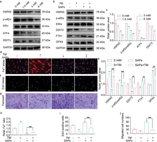 https://cdn.ncbi.nlm.nih.gov/pmc/blobs/2fc7/10477857/869bf414d962/ADVS-10-2300414-g004.jpg